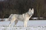 SIBERIAN HUSKY 464